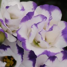 eustoma_avs_blu_rimb