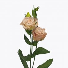 full_lisianthus-alissa-2-light-apricot