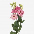 full_lisianthus-alissa-1-rose