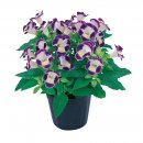 full_torenia-little-kiss-blue-and-white