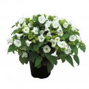 full_torenia-little-kiss-white