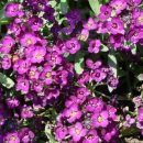 full_1529488177-lobularia-sweetie-deep-purple-alyssum-close-up-field-1