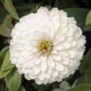 White70102014-flower_1