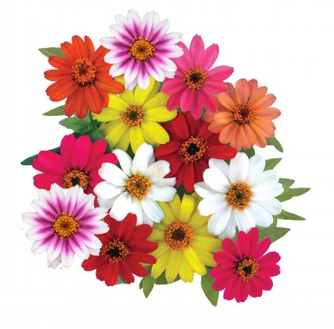 full_zinnia-profusion-mix-1