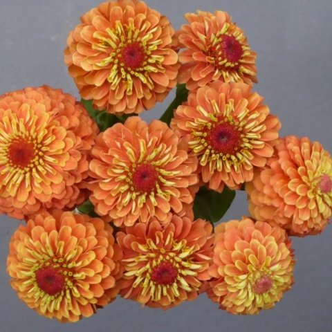 full_1529499638-zinnia-queeny-lime-orange-3-1