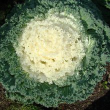 Brassica_oleracea_rfvjvt6