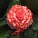 Tuberous_Begonia_On_Top12Surpriser