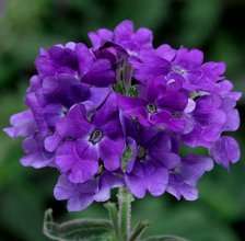 Verbena_Tuskani_Blyuc88ebefrt3930