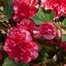 Tuberous_Begonia_On_Top_Polka_Dotr