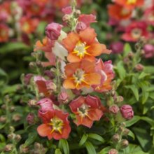 Antirrhinum_Antiquity_Orange_Bicolour_360_360_c1_c_c_0_0