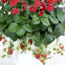 summerbreezerose-strawberry-assortment