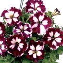 Petunia_Can_Can_Harlequin_Burgundy1