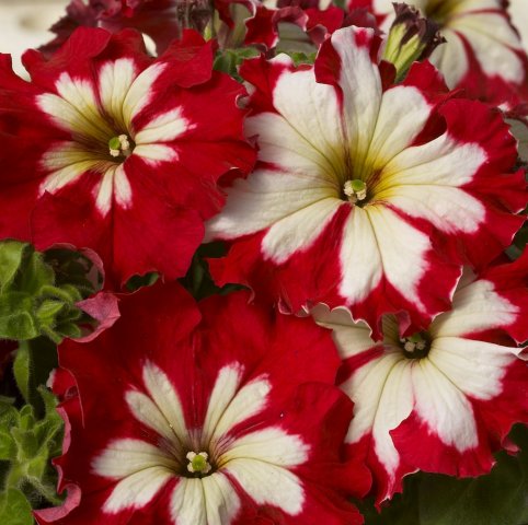 Petunia_Can_Can_Harlequin_Cherry_Rose1