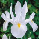 12iris_goland_white_van_vliet