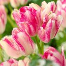 Tulipa_multiflowered_Dream_Club000