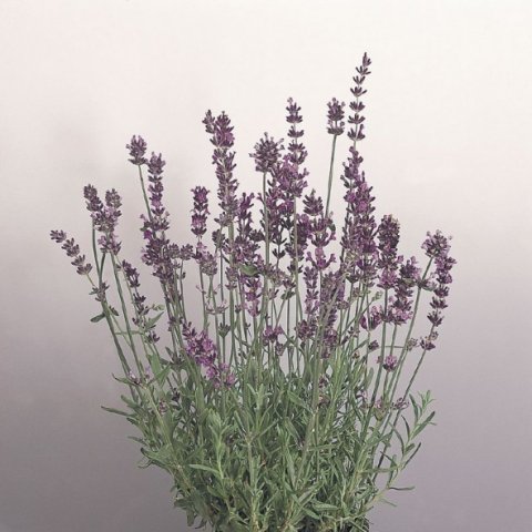 lavanda14