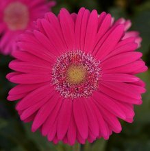 Deep_Rose_with_Light_Eye_gerbera_ormb