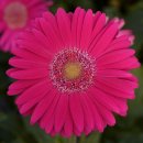 Deep_Rose_with_Light_Eye_gerbera_ormb