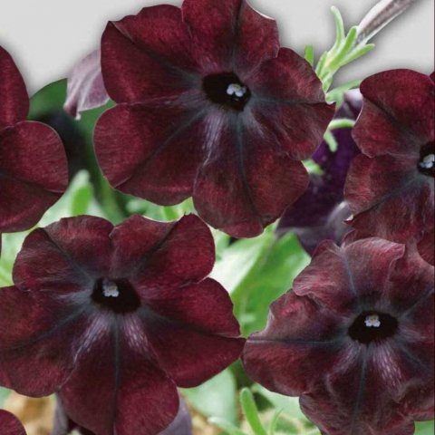 Петуния многоцветковая DEBONAIR BLACK CHERRY - 5 шт.