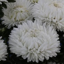 Астра Lady Coral White - 10 шт.