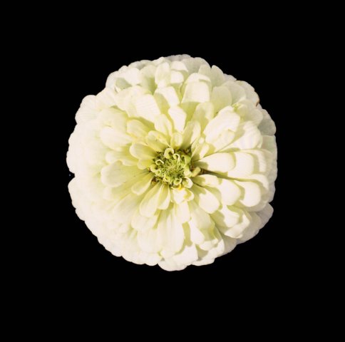 Zinnia_Topolino_White