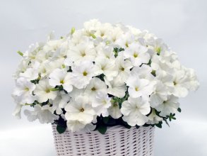 Петуния GIOKONDA White - 5 шт.